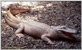 Att'n: Lodestar. Another white gator. - white Gator.jpg