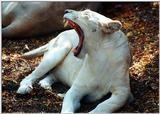 white lioness 3