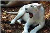 white lioness 2