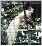 white peacock - Indian peafowl (Pavo cristatus)