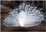 white peacock 2 - Indian peafowl - Pavo cristatus