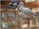 Spoonbill