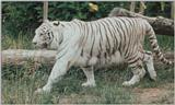 White tiger