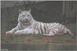 White Tiger 1