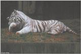 White Tiger 2