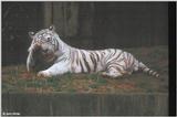 White Tiger 3
