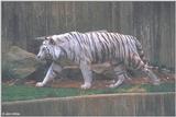 White Tiger 4