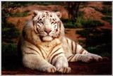 white tiger