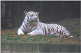 White Tiger 7