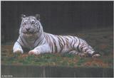 White Tiger 8
