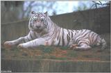 White Tiger 9