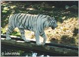 White Tiger #1