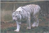 White Tiger 10