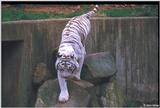 White Tiger 14