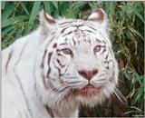 White Tiger (207)