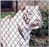 white tiger 1