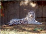 White Tiger 2