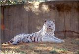 White Tiger 5