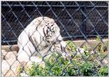 white tiger 2