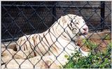 white tiger 3