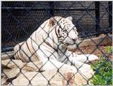 white tiger 4