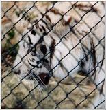 white tiger close 2