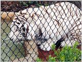 white tiger drinking