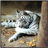 white tiger
