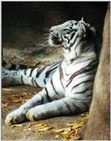 white tiger 2