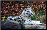 white tiger 3