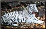 white tiger 4