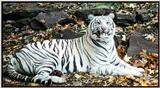 white tiger 6