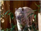 White Tiger 1