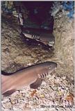 Sleeping Whitetip Reef Sharks (Triaenodon obesus)