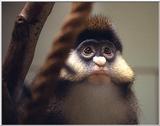 What funny animal is that one? --> Lesser White-nosed Guenon