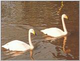 Re: picture of swans -- whooper swan (Cygnus cygnus)