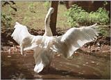 Wanna see a nice back side (checking Brian's cancel bot :-)) - Whooper Swan