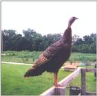 Wild Turkey hen