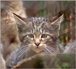 A shot that I didn't think would work - European wildcat kitten in Neumuenster Animal Park