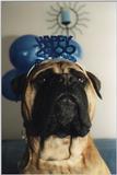 How did you like my bullmastiff  aimeyde@casema.net