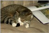 Books make me sleepy..