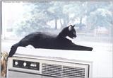 Onyx in the Window: WindowOnyx1.jpg