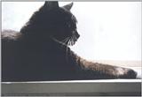 Onyx in the Window: WindowOnyx2.jpg