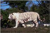 Re: Request, for tigress pictures.
