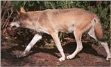 Some old negatives refound - Wolf snack in Copenhagen Zoo