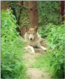 Candid woof in Schwarze Berge Animal Park - Wolf in the hideout