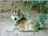 Wolf ... with Attitude