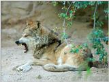 Wolf ... with Attitude