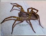 Wolf Spider 1 - ktatlow@xta.com