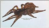 Wolf Spider 2.JPG